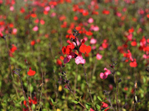 Vivers Càrex - Salvia 'Royal Bumble'